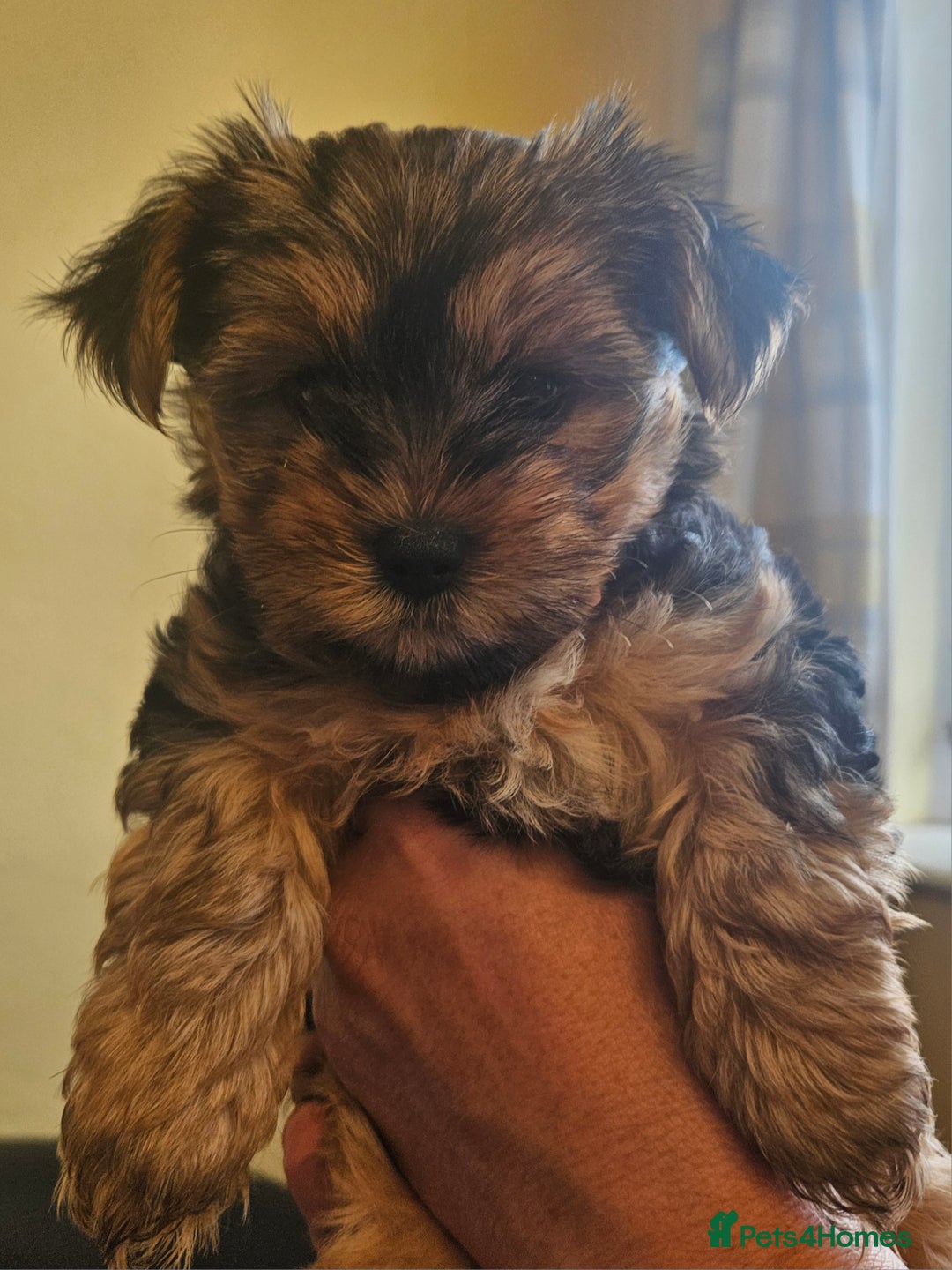 Yorkshire Terrier dogs for sale: Girl Yorkshire terrier puppy - Image 1