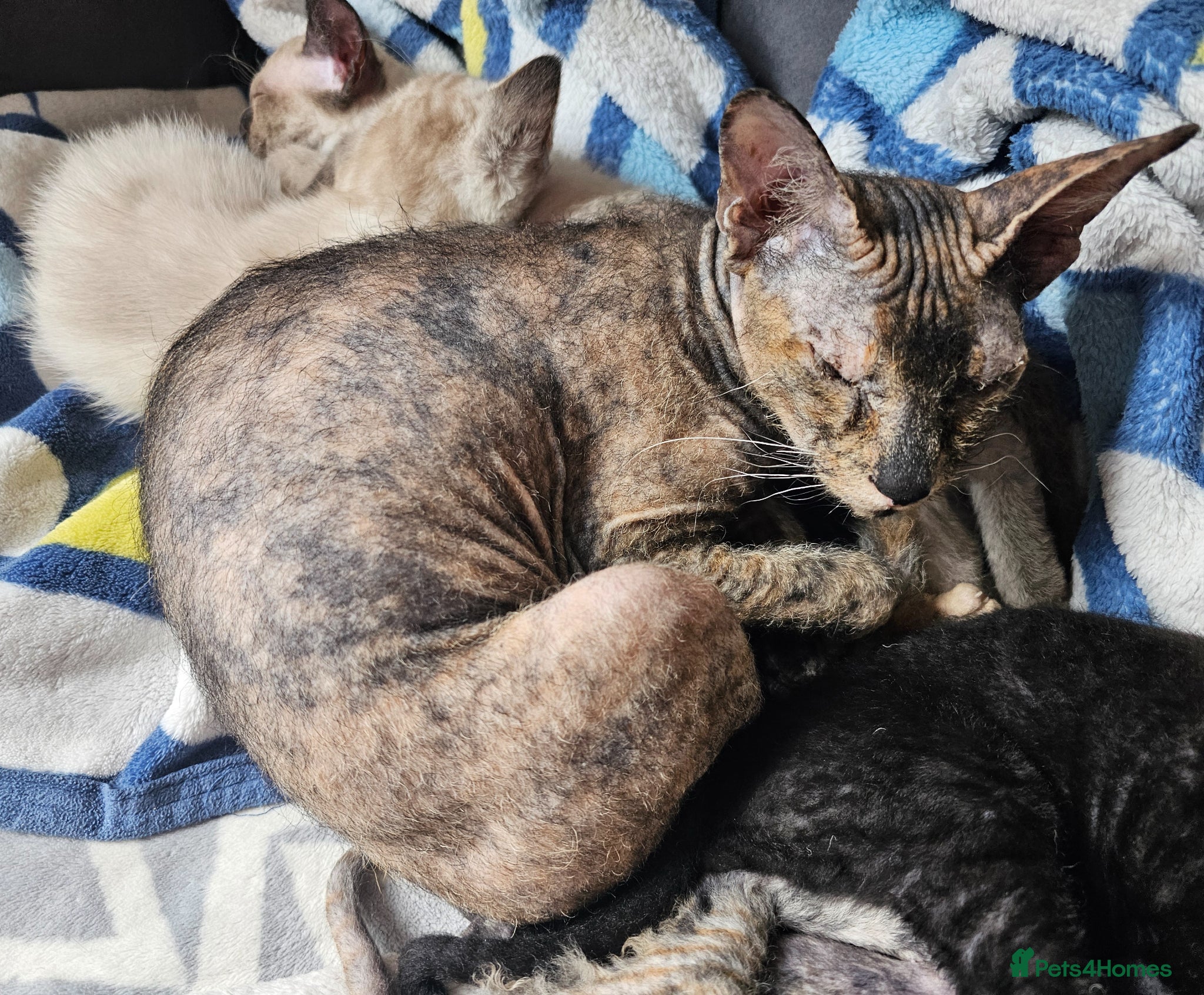 Sphynx cats for sale: Sphynx x Siamese young cat - Advert 7