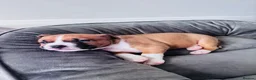 Staffordshire Bull Terrier dogs for sale: Staffordshire bull terrier puppies in Worksop - Advert 9