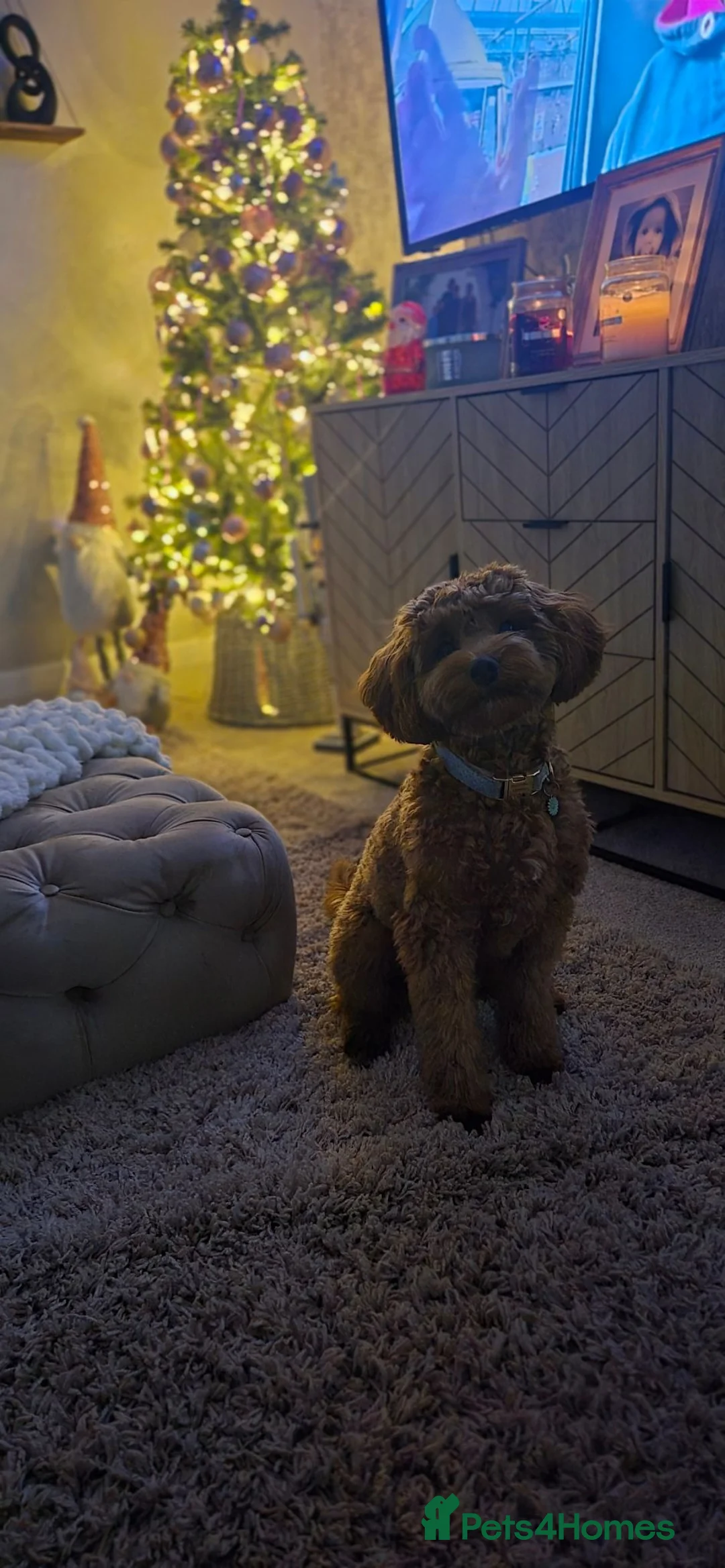 Cavapoo dogs for sale: F1 cavapoo in Holmfirth - Advert 2