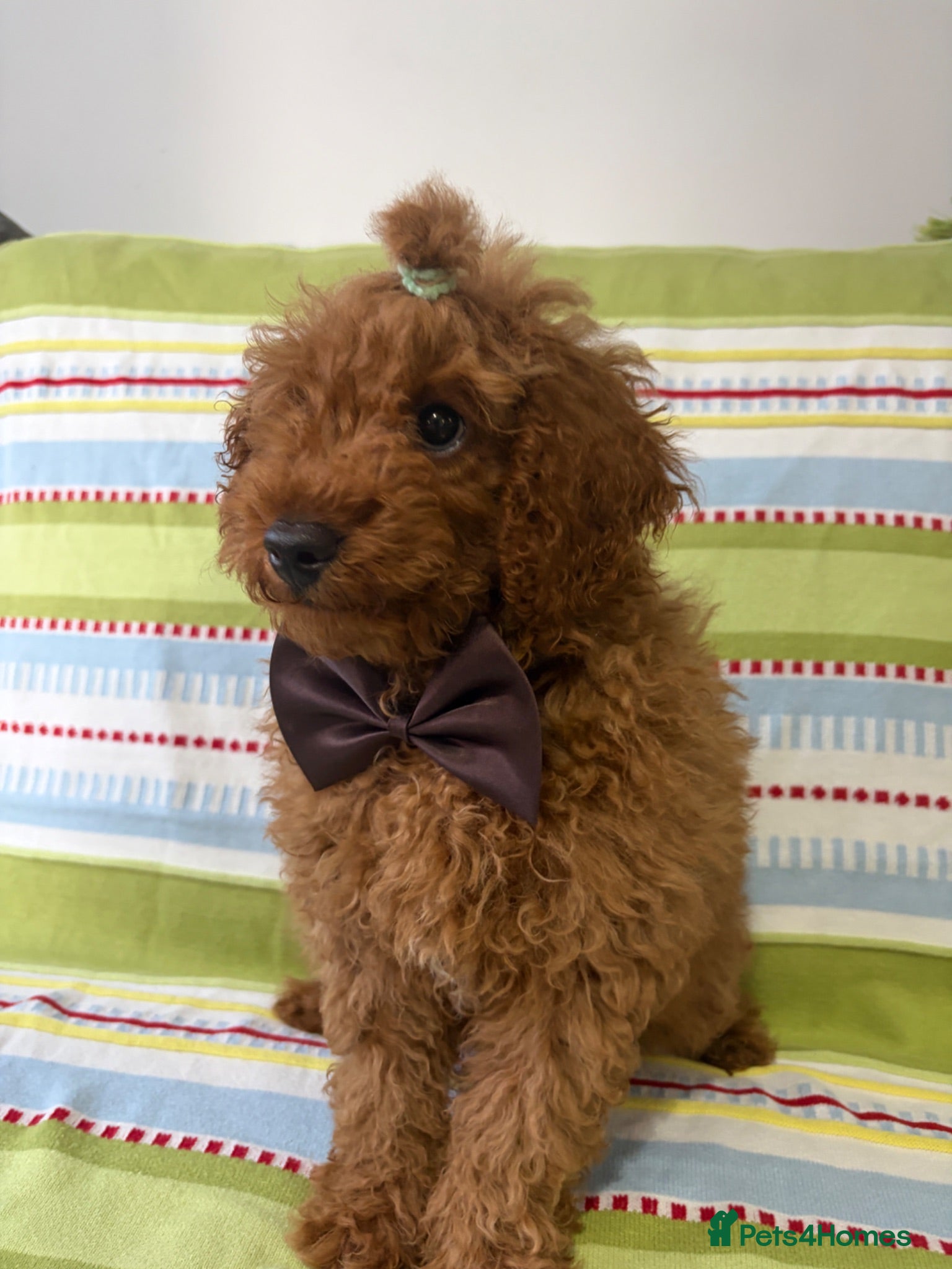 Toy Poodle dogs BOY LEFT!!!KC REGISTERED toy poodle puppies - Advert 2