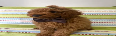 Benji