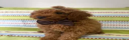 Toy Poodle dogs for sale: BOY LEFT!!!KC REGISTERED toy poodle puppies - Advert 2