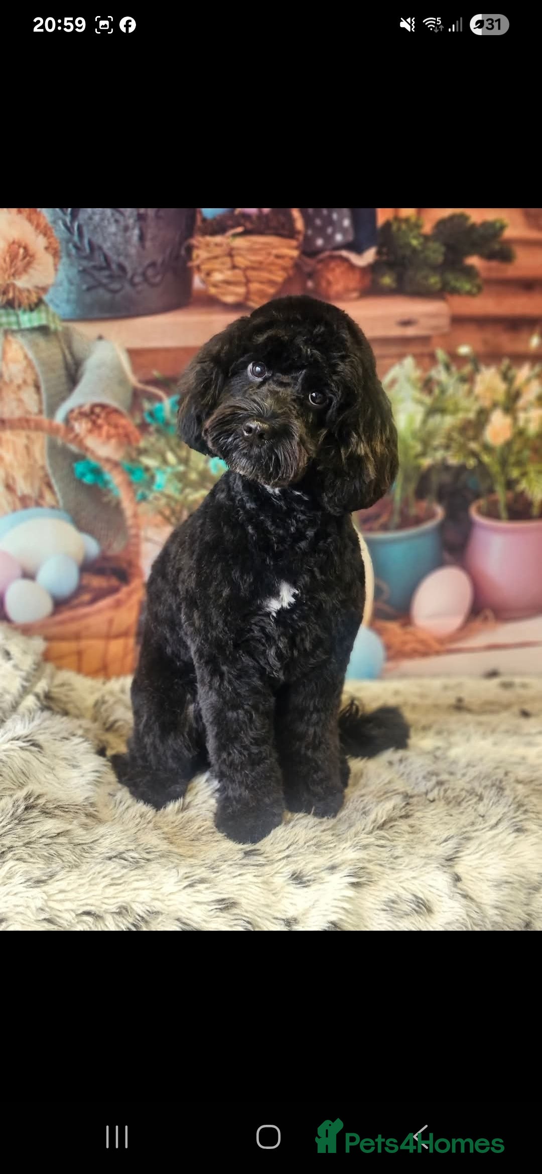 Cockapoo dogs for sale: Pregnancy confirmed due on 25th January  - Advert 6