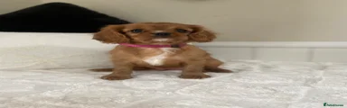 Cavalier King Charles Spaniel 5
