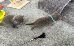 Russian Blue cats for sale: Russian Blue Kittens  - Advert 6
