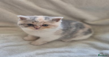 British Shorthair cats - Advert 6
