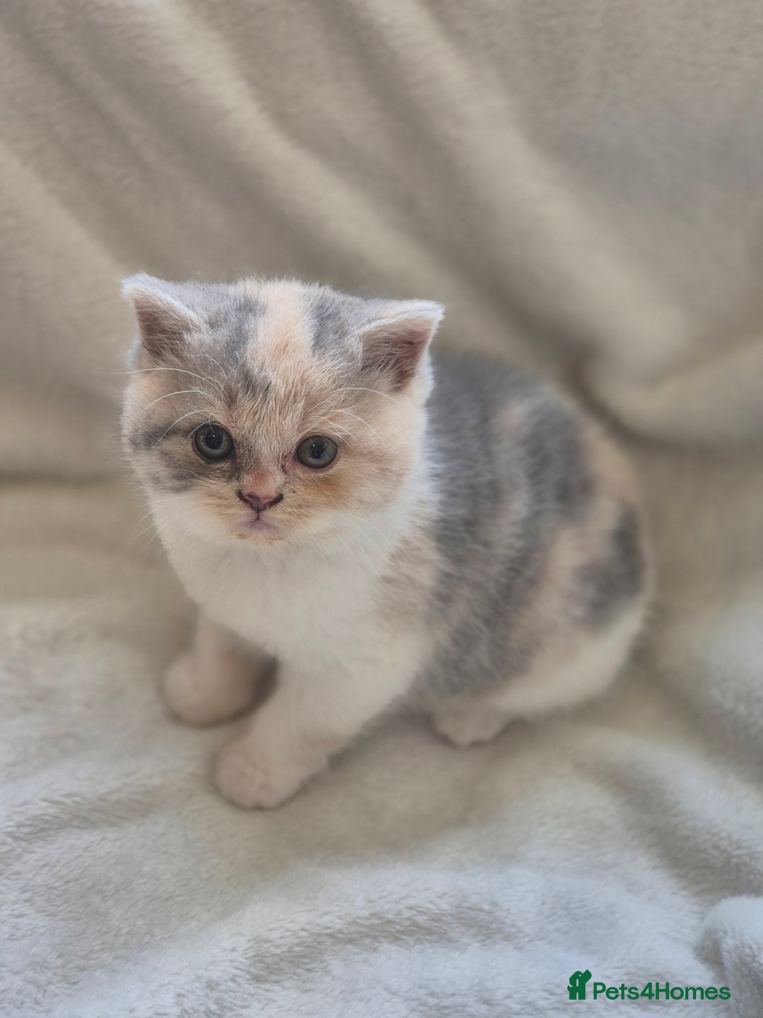 British Shorthair cats for sale: Gccf registered British shorthair kittens - Image 2