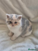 British Shorthair cats - Advert 14