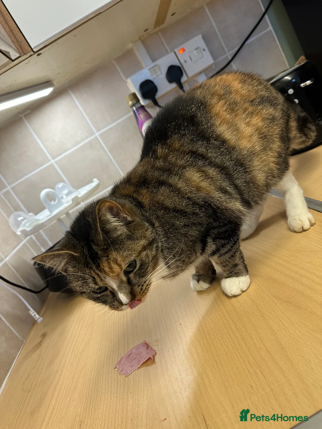 Mixed Breed cats for sale: Mixed breed cat  in Walsall - Advert 3