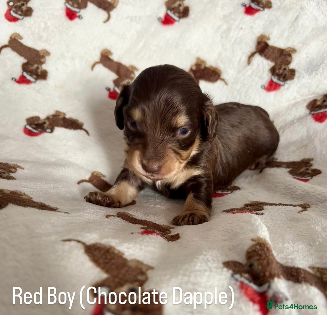 Miniature Dachshund dogs for sale: Last 2 Miniature Dachshund Pups Ready 23rd Dec! - Advert 31