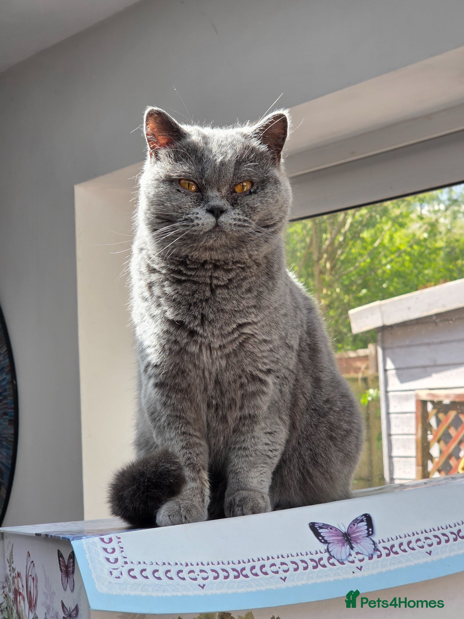 British Shorthair cats Adult British short hair blue female 2 years old  - Advert 2