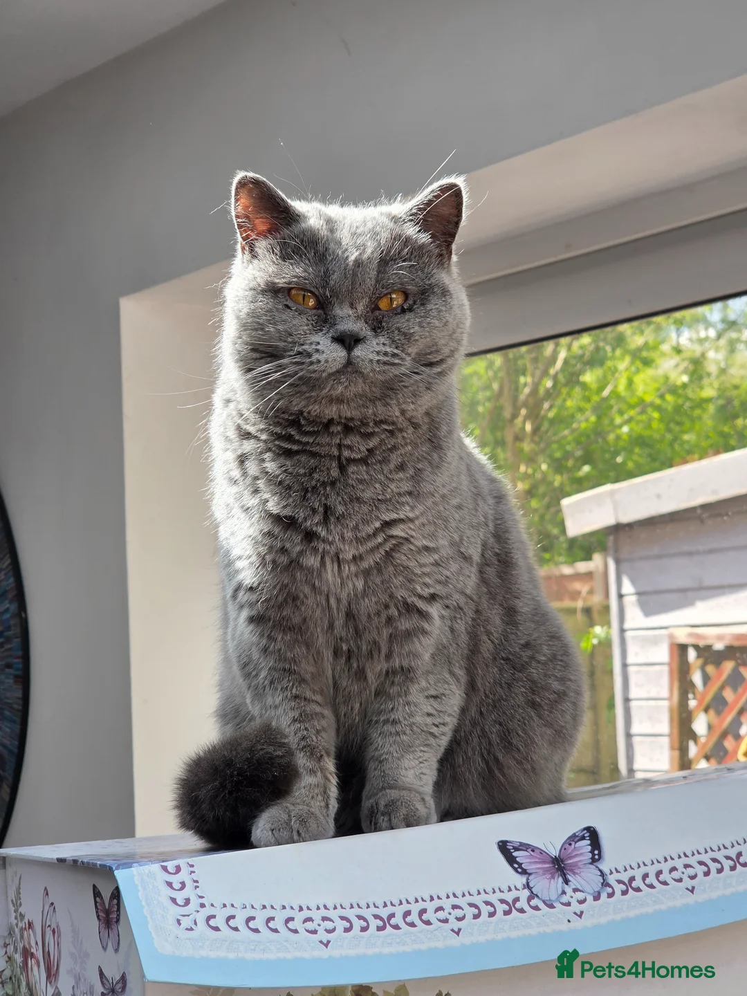 British Shorthair cats for sale: Adult British short hair blue female 2 years old  - Advert 1