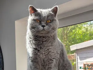 British Shorthair cats Adult British short hair blue female 2 years old - Advert 10