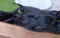 Cockapoo dogs for sale: Pure black cockerpoo  puppies  - Image 9