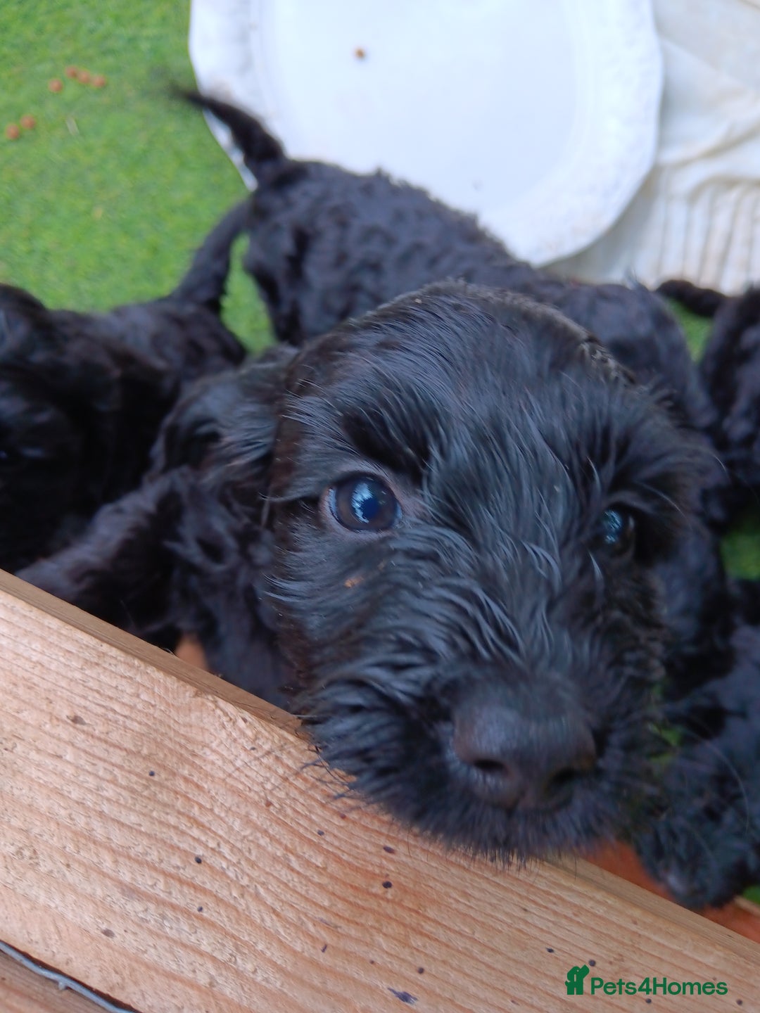 Cockapoo dogs for sale: Pure black cockerpoo  puppies  - Image 9