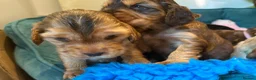 Cocker Spaniel dogs for sale: Outstanding show cocker spaniels - KC in Leicester - Advert 8