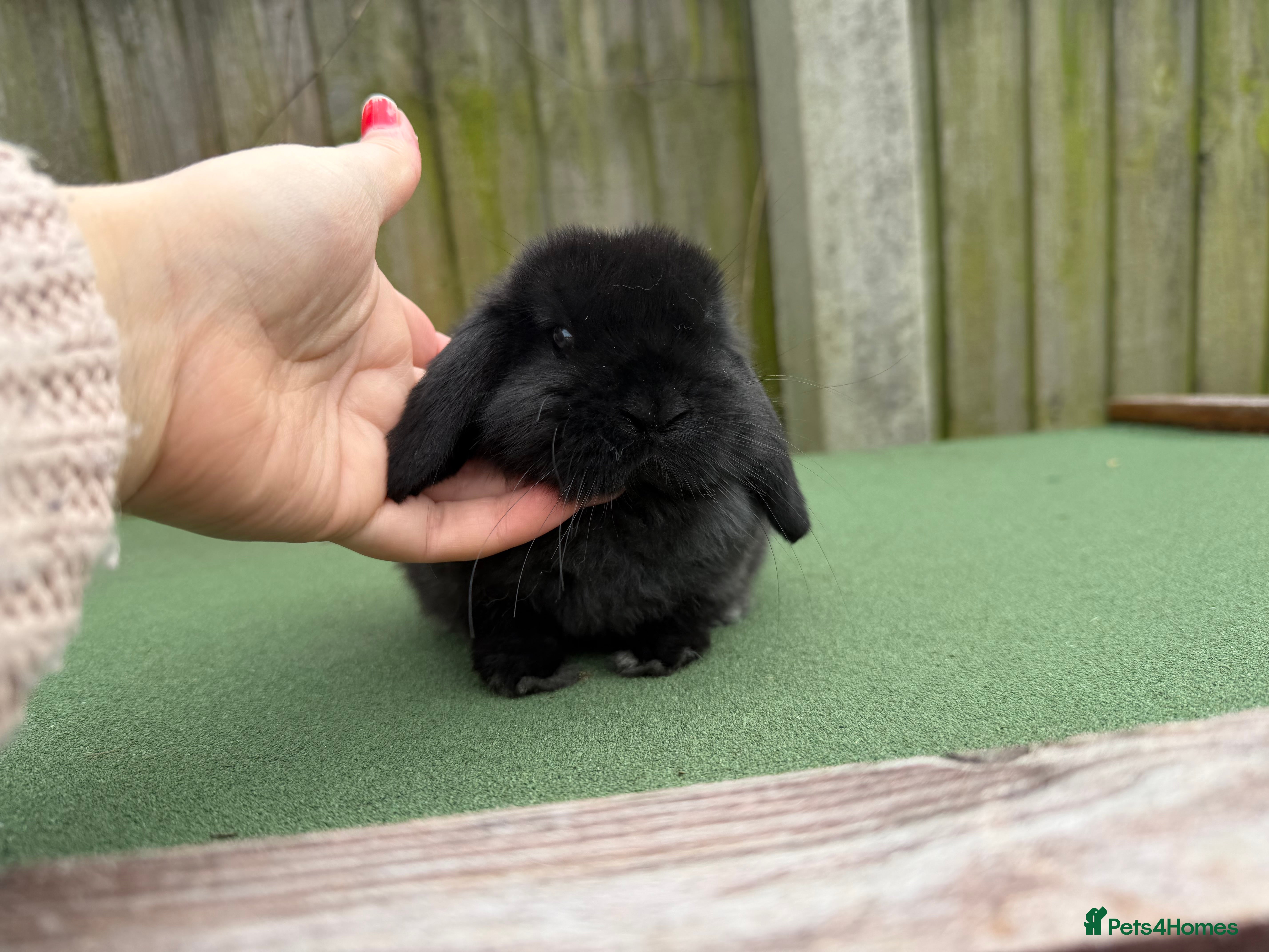 Mini Lop rabbits gorgeous mini lop baby boy - Advert 4