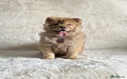 Chow Chow dogs for sale: Exotic colour chowsky puppies for sale  - Image 10