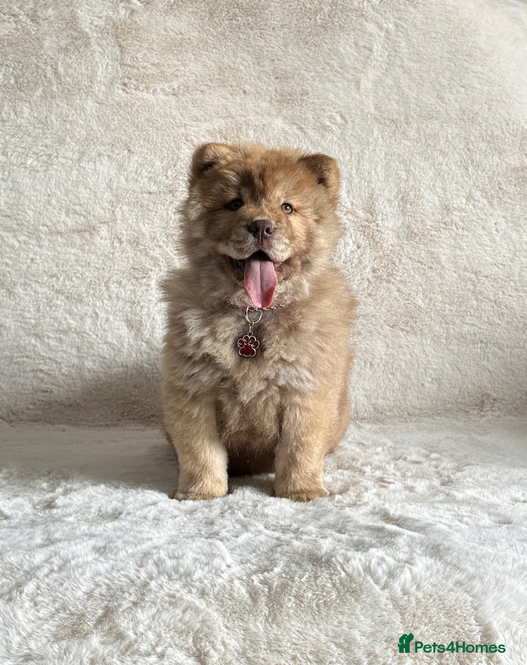 Chow Chow dogs for sale: Exotic colour chowsky puppies for sale  - Image 10