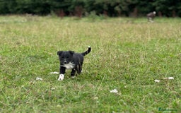 Mixed Breed dogs for sale: Stunning Collie pups - Image 8