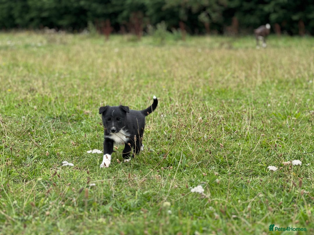 Mixed Breed dogs for sale: Stunning Collie pups - Image 8