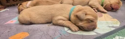 Labrador Retriever dogs for sale: Fox red labrador puppies KC Registered - Advert 14