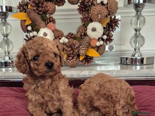 Cavapoo dogs - Advert 4