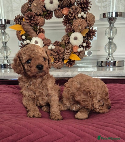 Cavapoo dogs - Advert 11