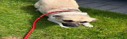 Mixed Breed dogs for adoption: Kiko  - Advert 5