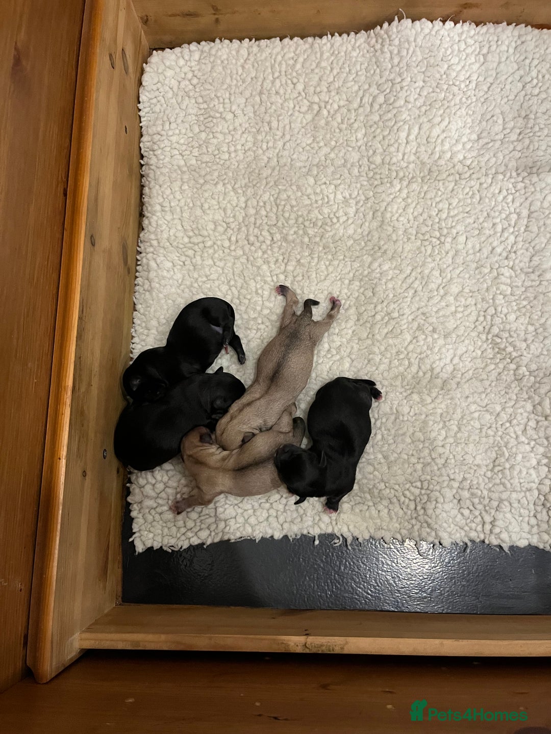 Mixed Breed dogs for sale: Malchi pups available  - Advert 6