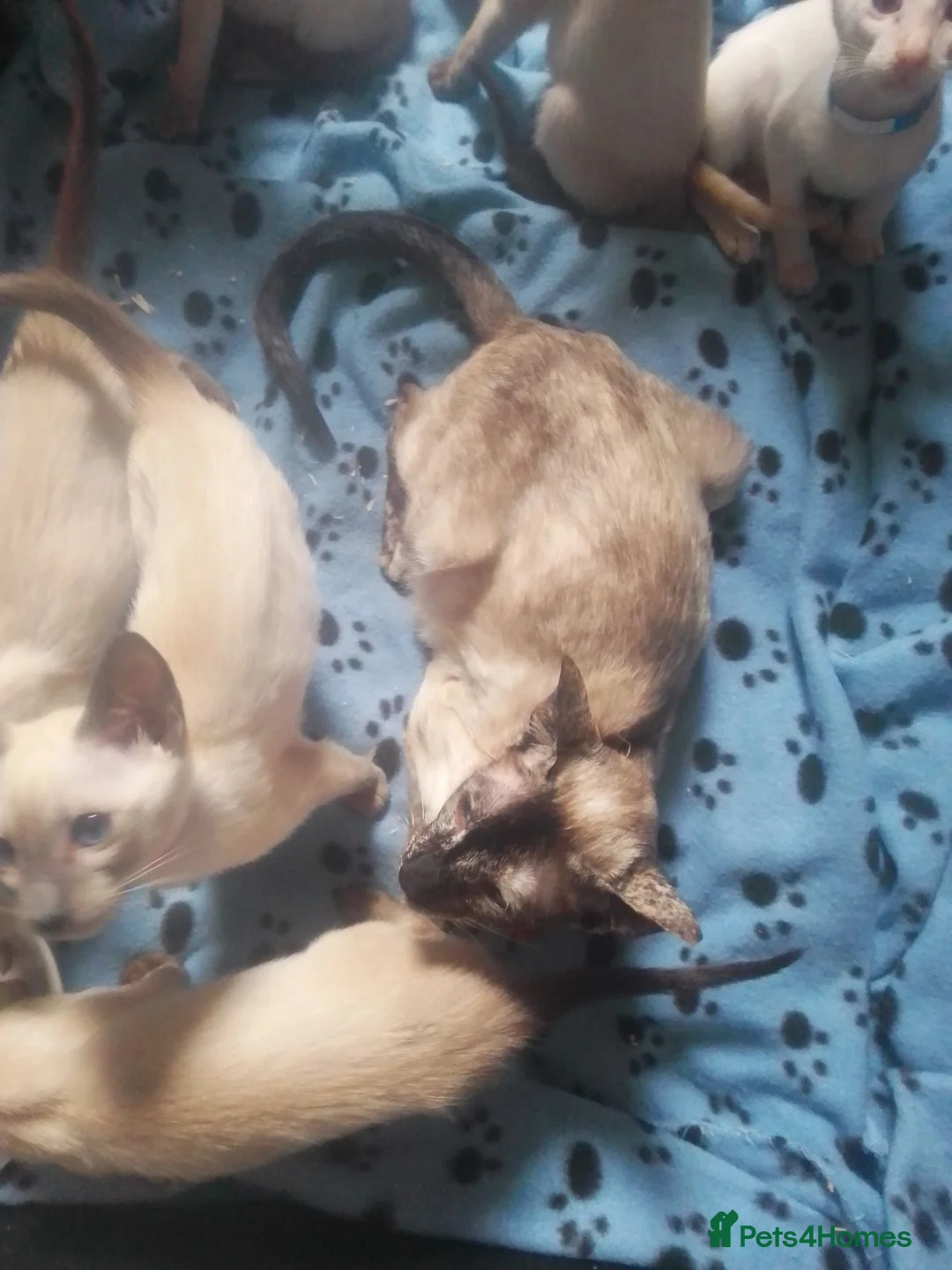 Siamese cats for sale: Siamese kittens - Advert 10