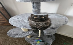Persian cats for sale: Stunning Persian Boy - Image 18