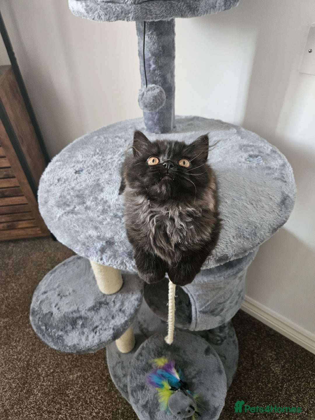 Persian cats for sale: Stunning Persian Boy - Image 18