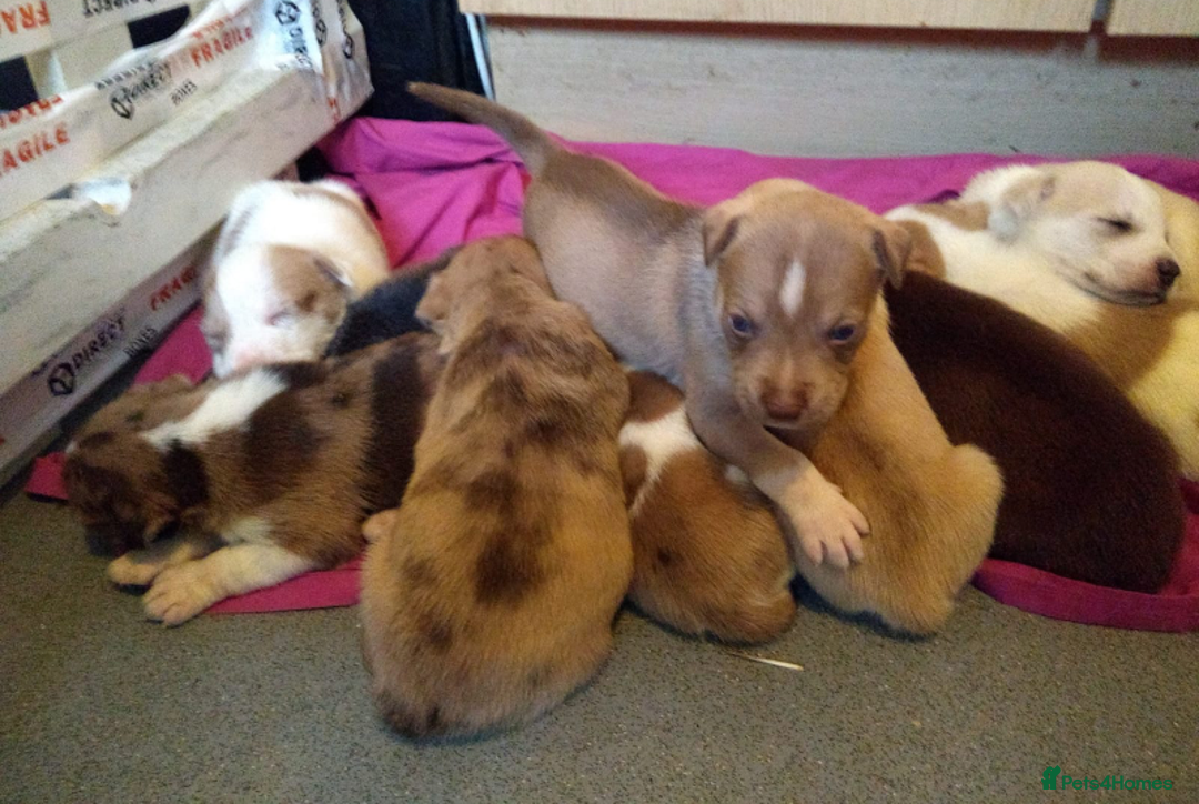 Mixed Breed dogs for sale:  BRIGHT BLUE EYE 💙 GREAT HUSKIESHIRES  - Image 5