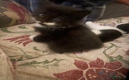Mixed Breed cats for sale: Part main coon kittens  - Image 3