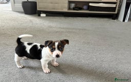 Jack Russell dogs for sale: Adorable Short Legged Jack Russell Puppies - Image 8