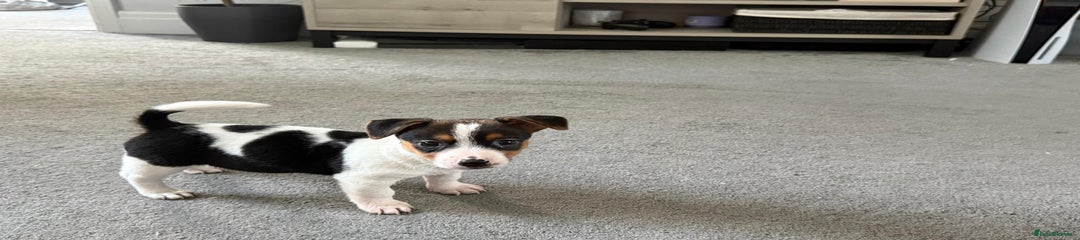 Jack Russell Puppy 1 Kylie