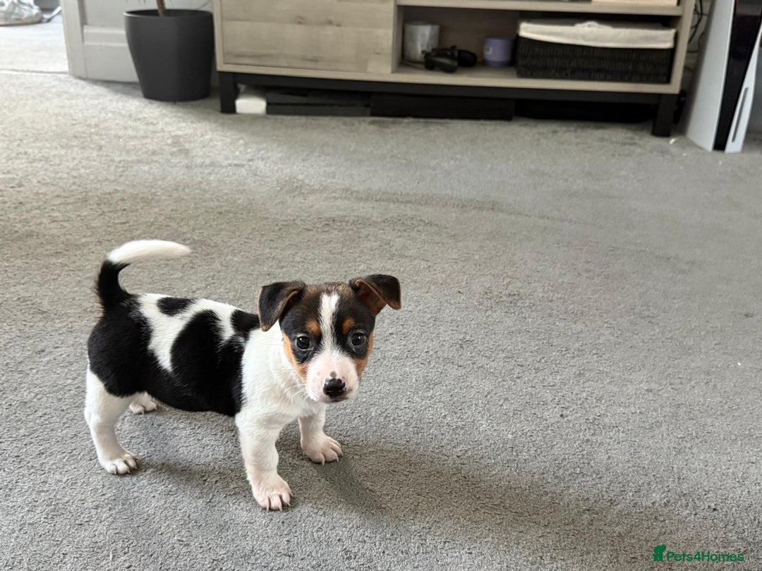 Jack Russell dogs for sale: Adorable Short Legged Jack Russell Puppies - Image 8
