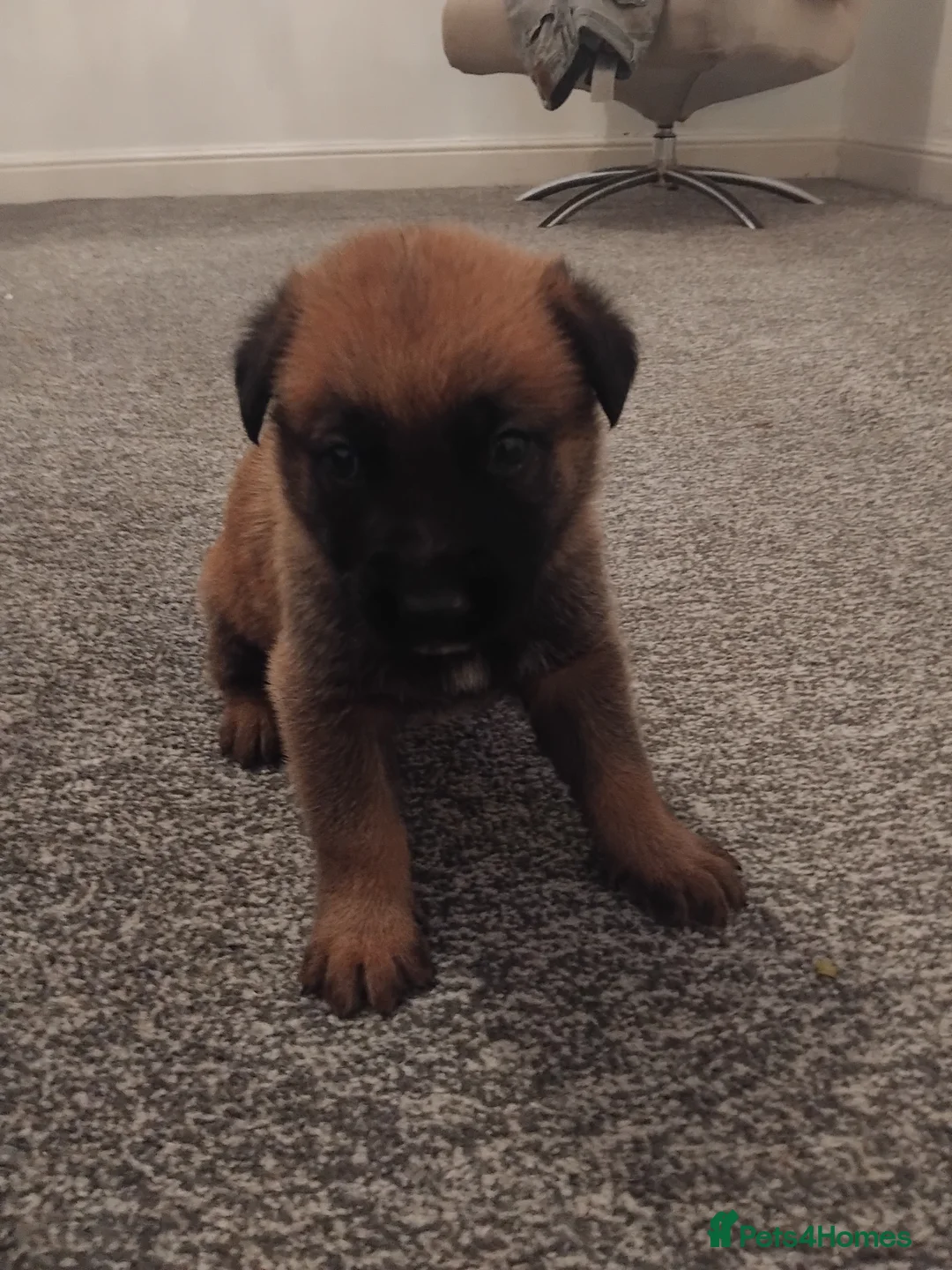 German Shepherd dogs for sale: German shepherd Puppies - Advert 31