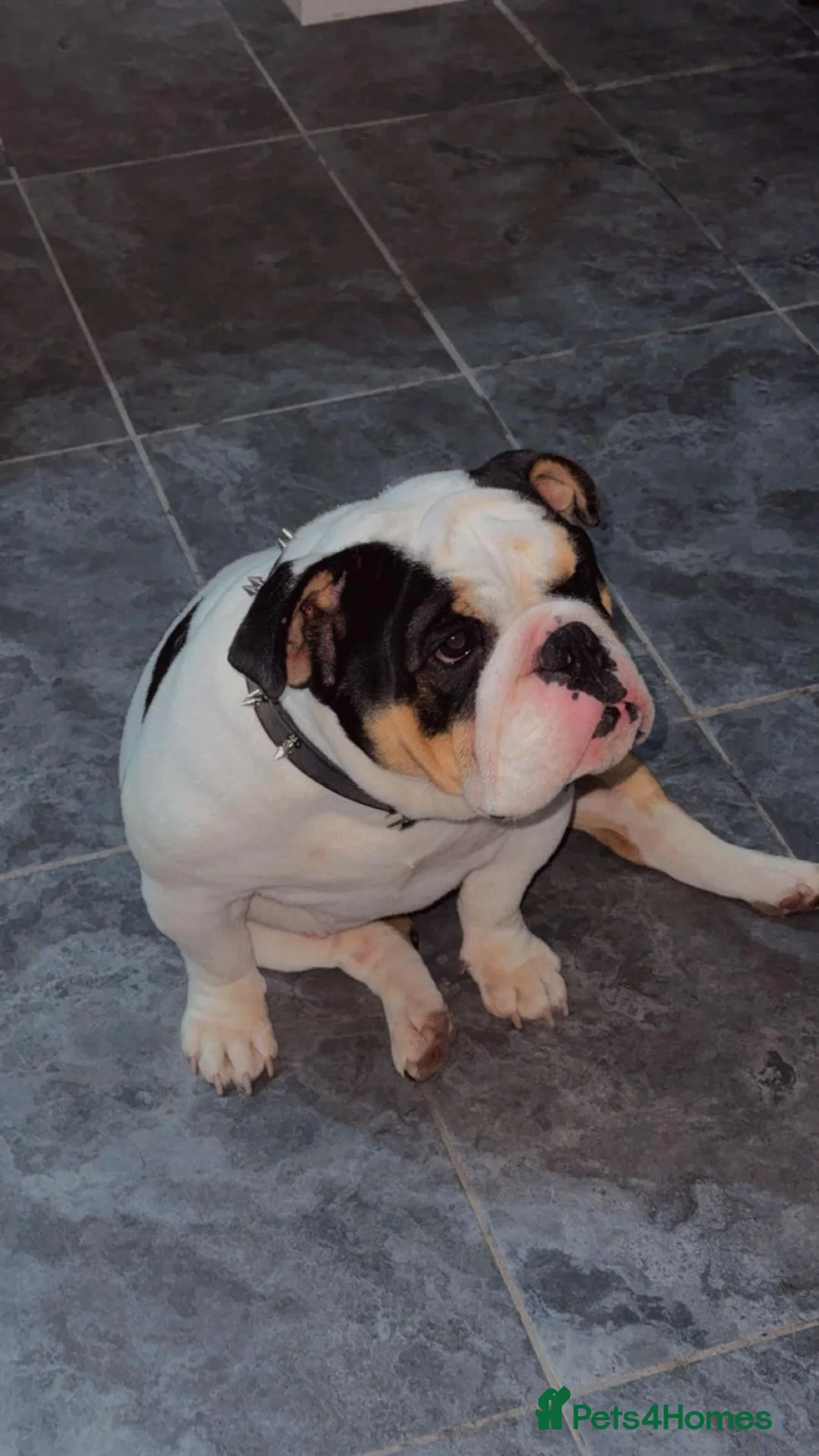 English Bulldog dogs for sale: Miniature English bulldog  in Stoke-on-Trent - Advert 5