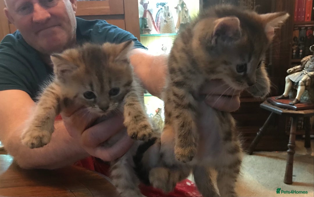 Mixed Breed cats for sale: Beautiful Fluffy Tabby Siblings for sale - Image 7