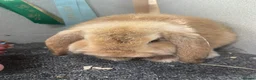 Dwarf Lop rabbits for sale: Orange buck male lop - Advert 1