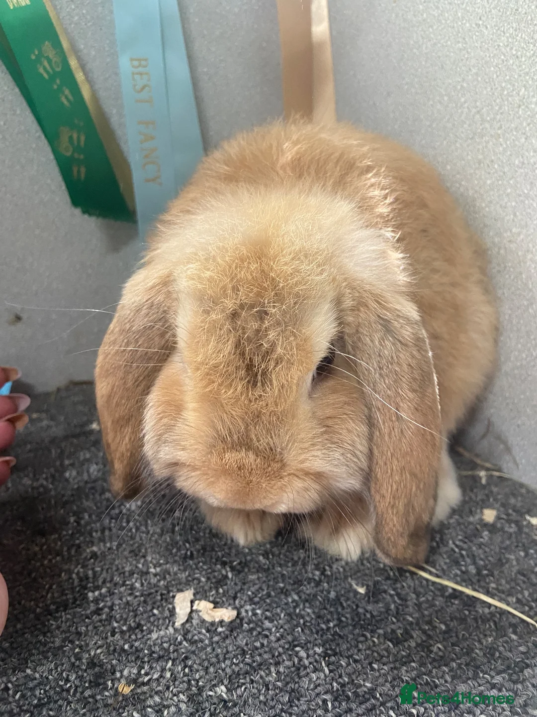 Dwarf Lop rabbits for sale: Orange buck male lop - Advert 1