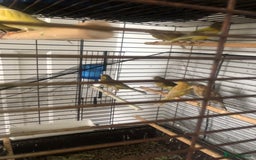 Canaries birds for sale: Young Canaries Nice Colours £30 each  - Image 4