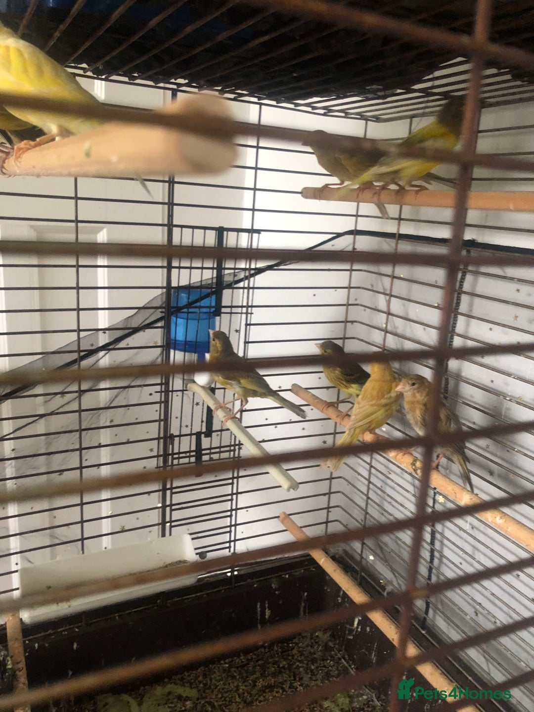 Canaries birds for sale: Young Canaries Nice Colours £30 each  - Image 4