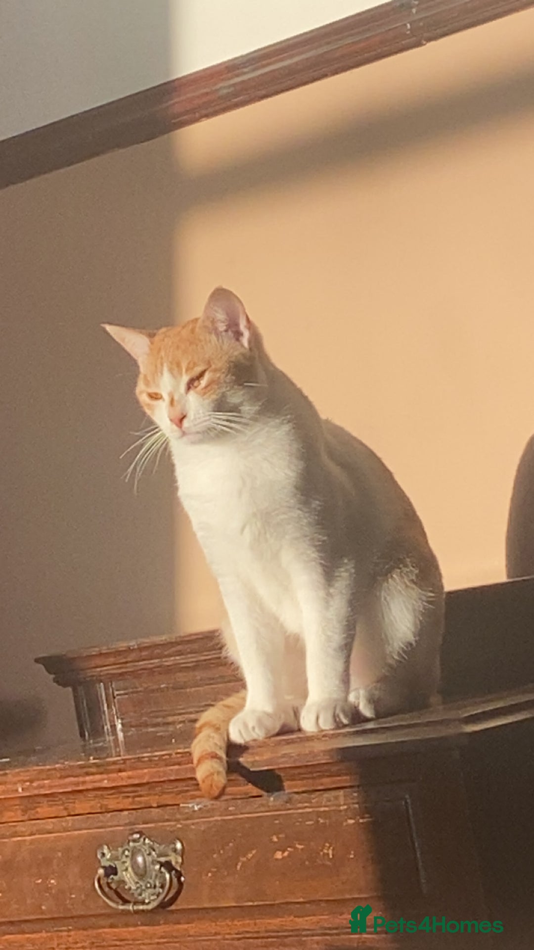 Arabian Mau cats for sale: 2 loving Sibling cats  - Advert 6