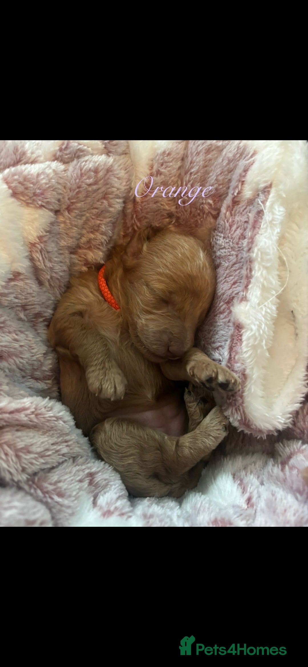Cockapoo dogs for sale: Beautiful Cockapoo Puppies - Advert 5