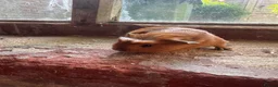 Guinea Pig rodents for sale: Gorgeous guineas available May - Advert 4