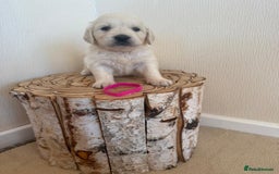 Golden Retriever dogs for sale: Golden retriever puppys - Advert 5